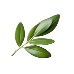pngtree the olive leaf is a staple of the mediterranean diet png image 10157284