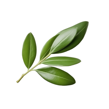 pngtree the olive leaf is a staple of the mediterranean diet png image 10157284